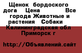 Щенок  бордоского  дога. › Цена ­ 60 000 - Все города Животные и растения » Собаки   . Калининградская обл.,Приморск г.